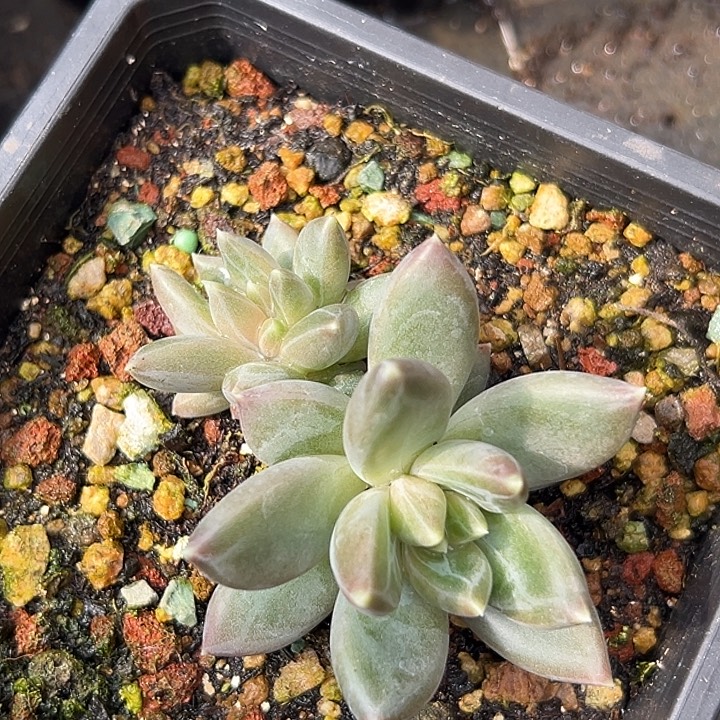 美人带缀特价一物一拍