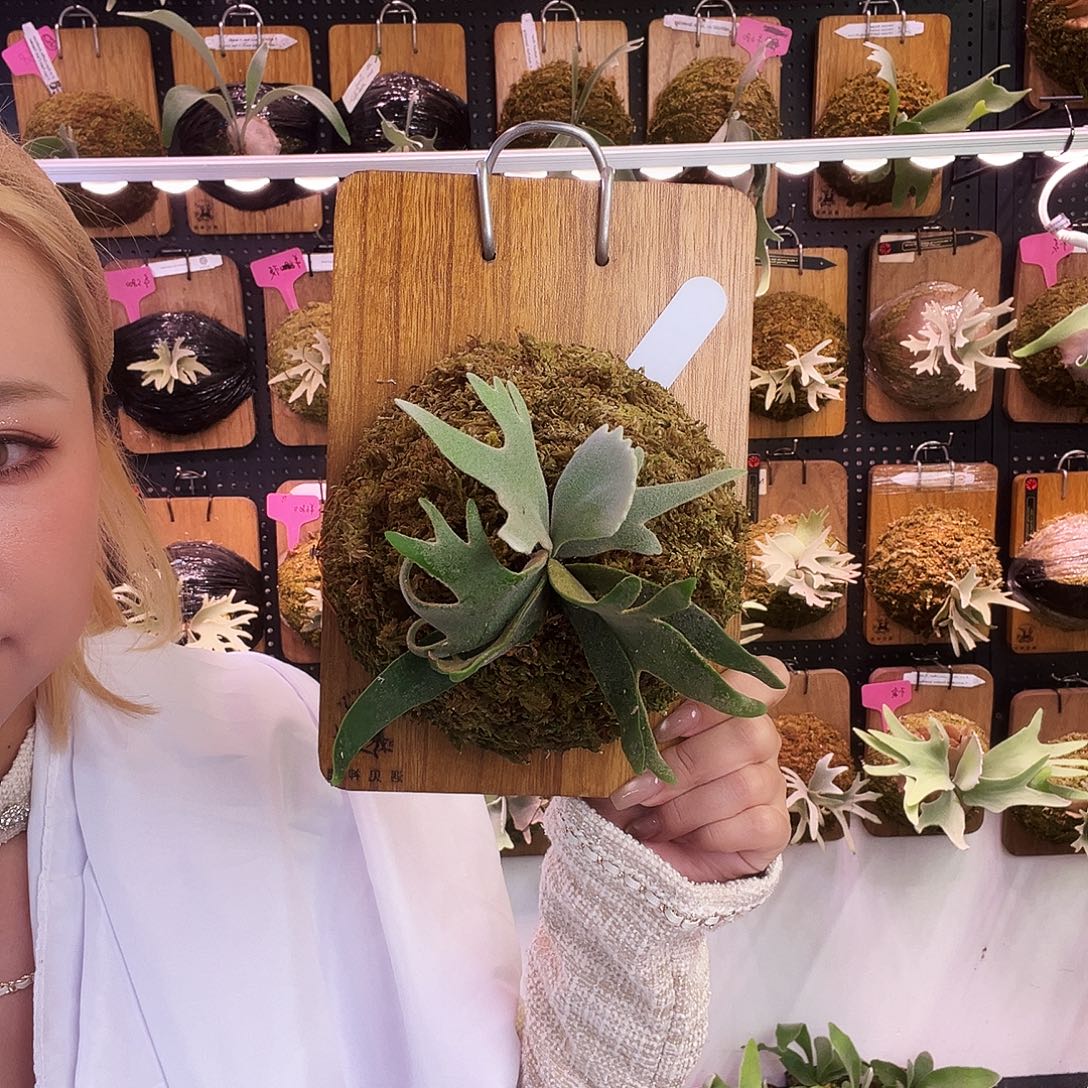 玉女 侏儒鹿角蕨。  