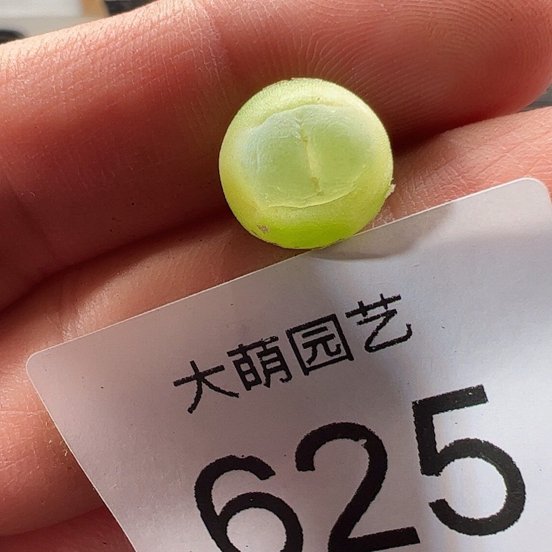 一物一拍。        625