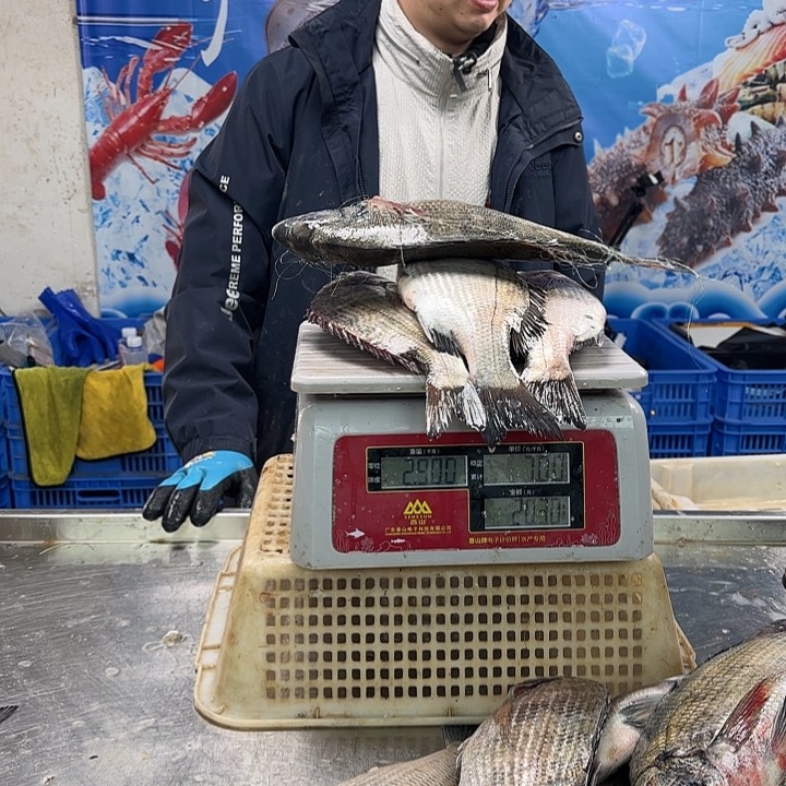 中国大陆飒*加吉