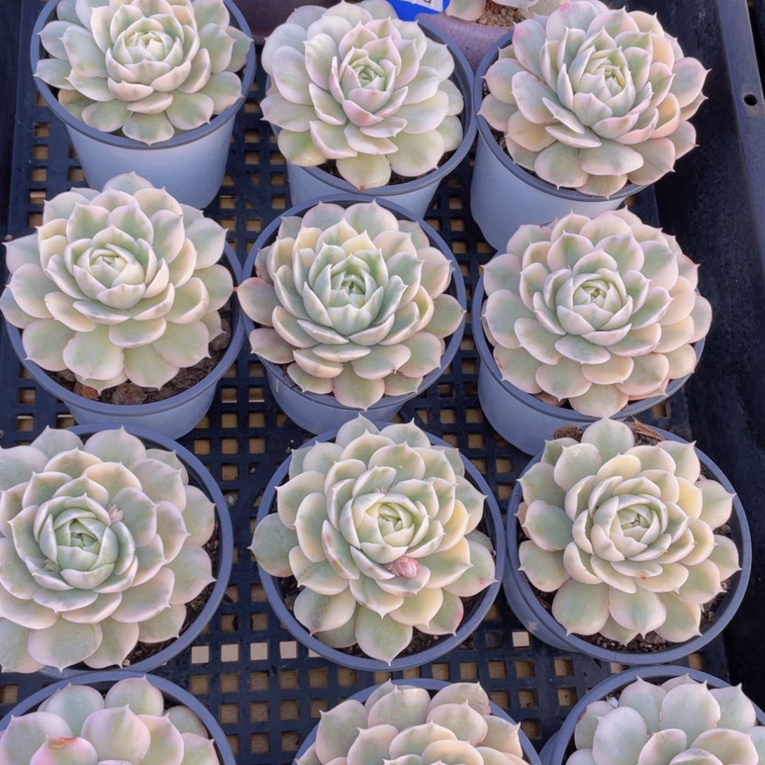 量拍55号 昂斯诺锦多肉大单头一个