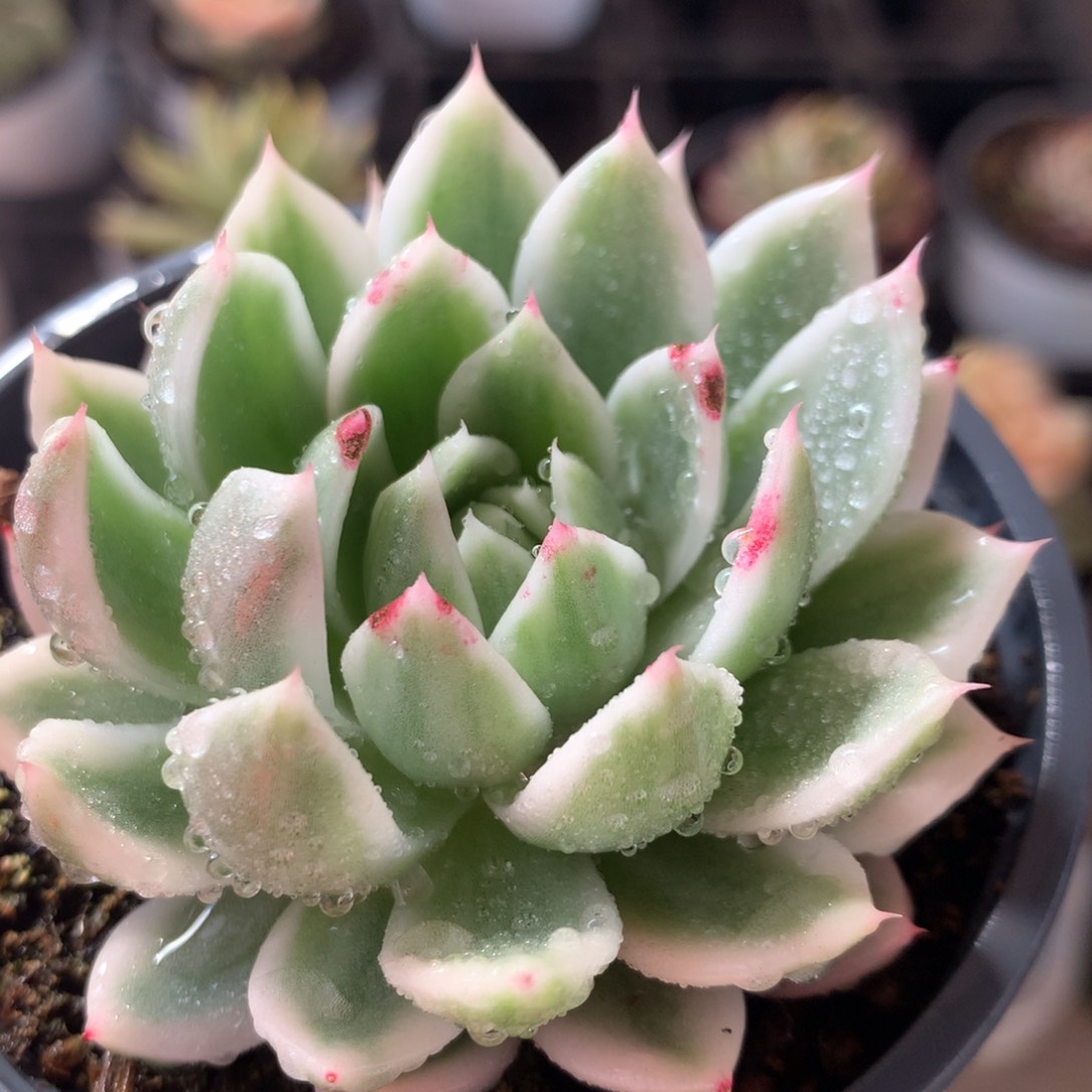 东云杂锦锦锦锦锦集