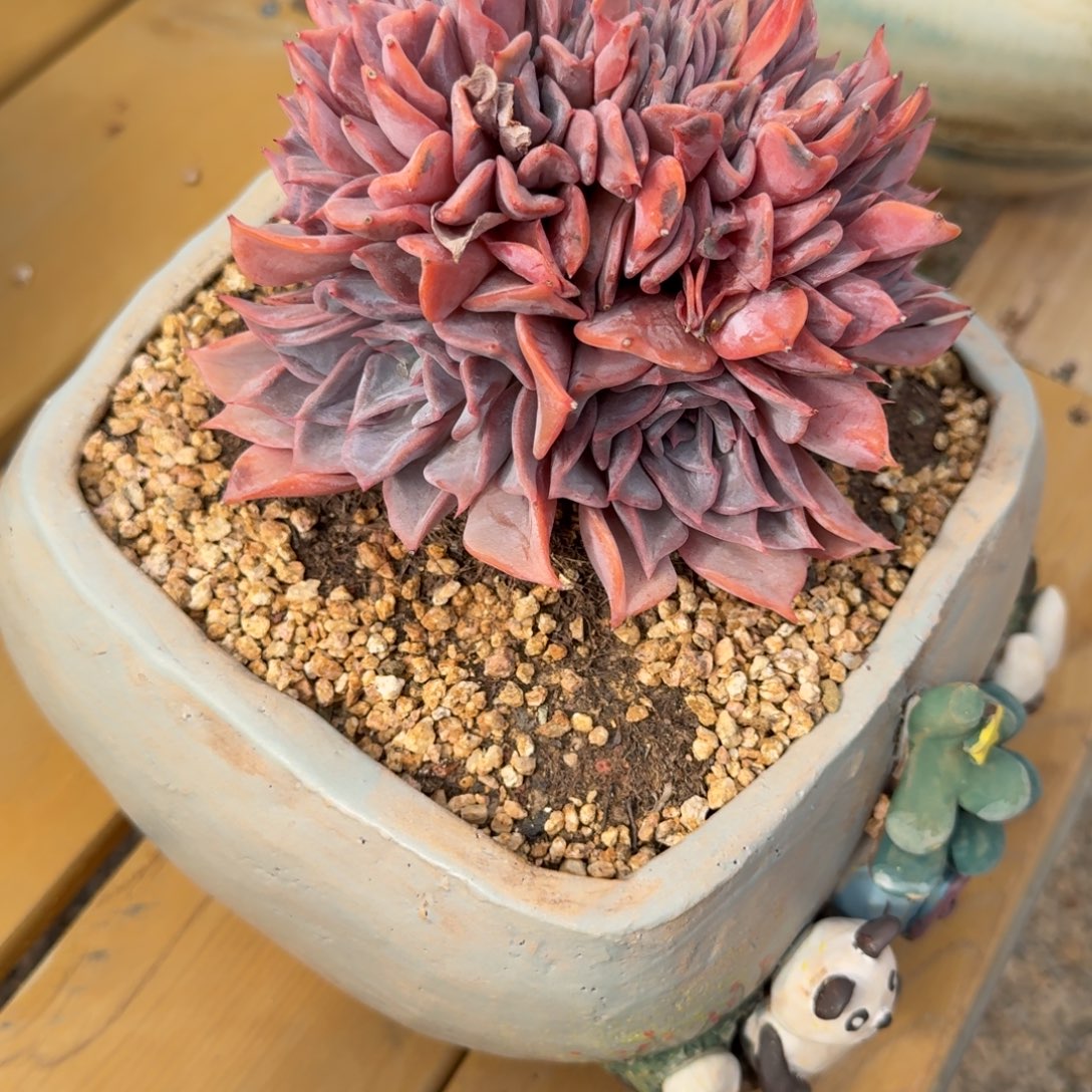 和***玉寄养于中老年人中晚期