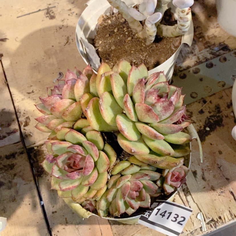 【闪购商品】蓝色妖姬14132