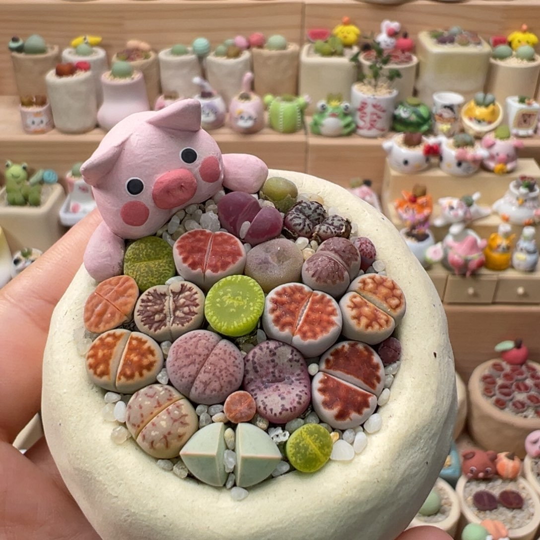 多肉植物63号彩色