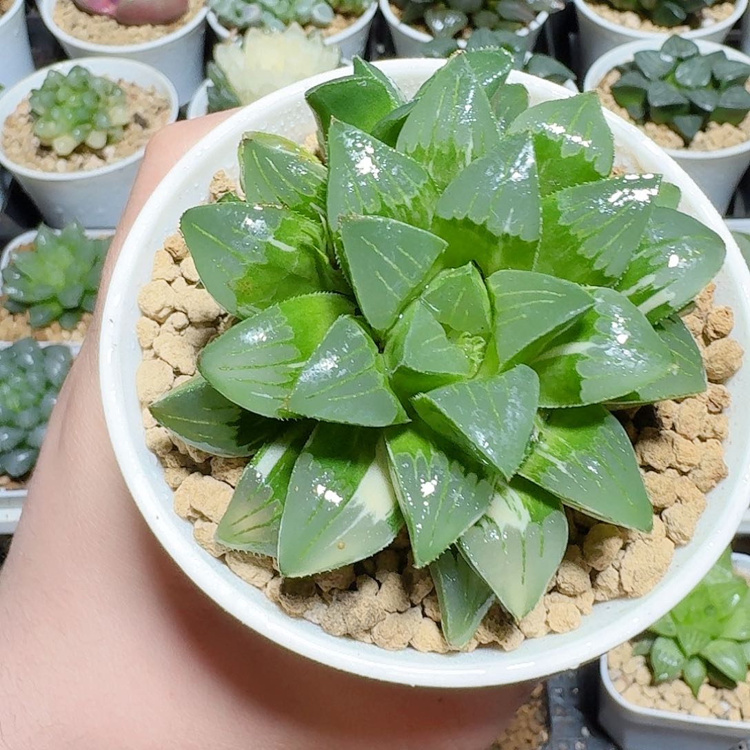 姬寿锦原盆原土发货