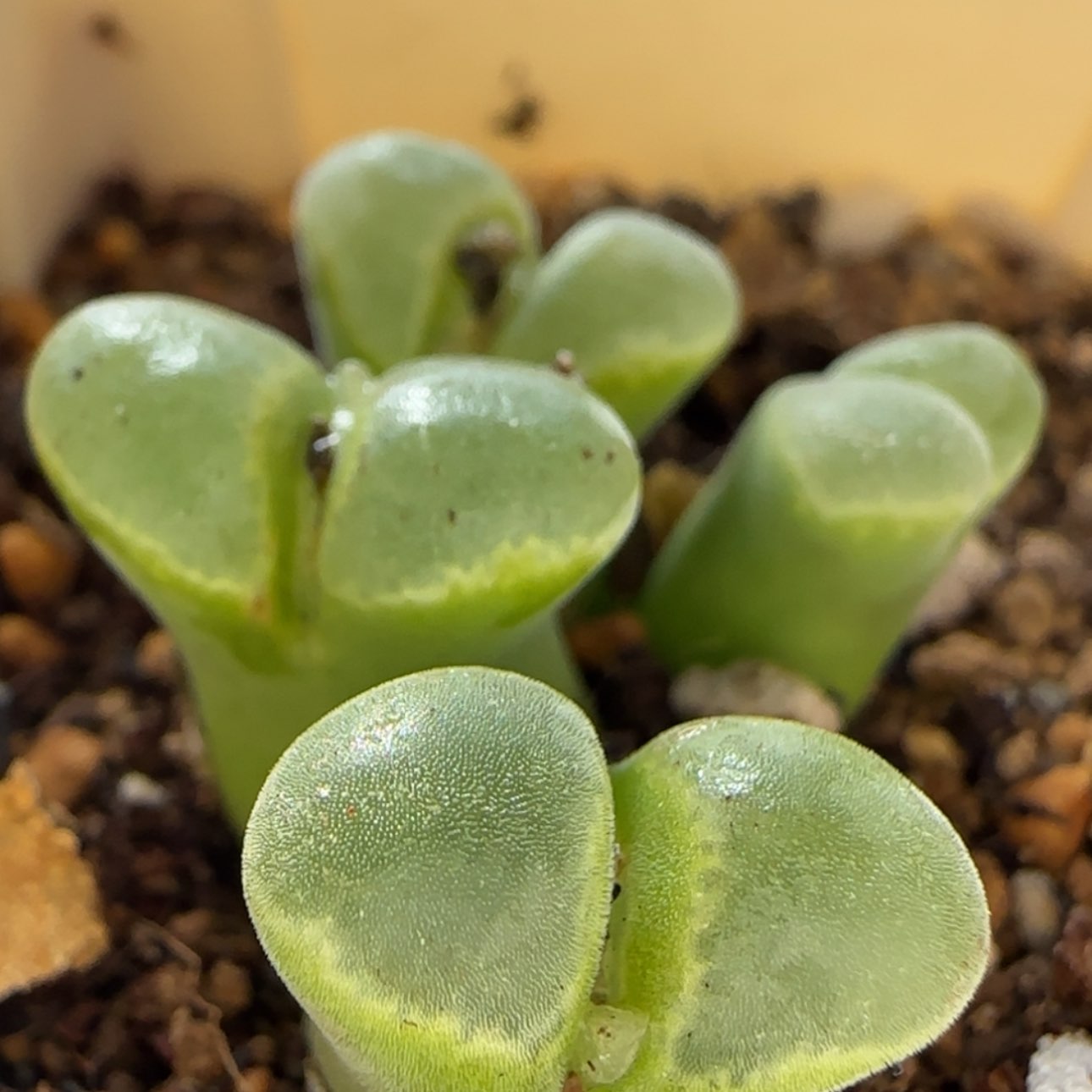 【闪购商品】7738