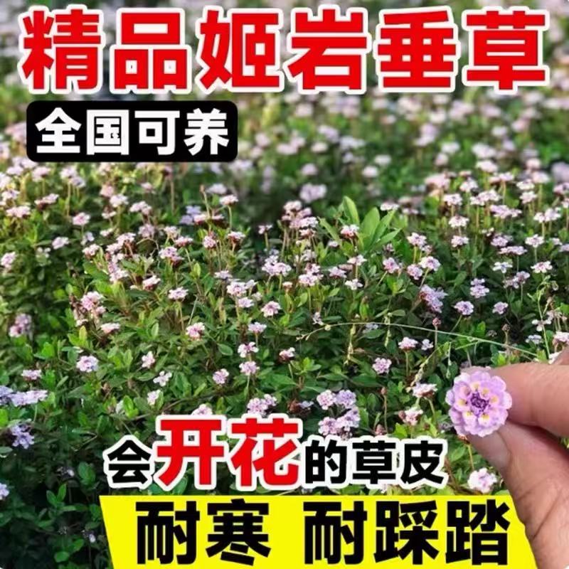 姬岩垂草苗庭院花境花园绿化匍匐草坪耐踩踏耐寒旱花期长爬藤植物