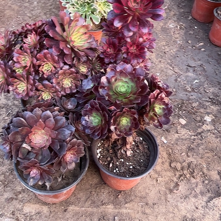 094多肉植物瑕疵特价，