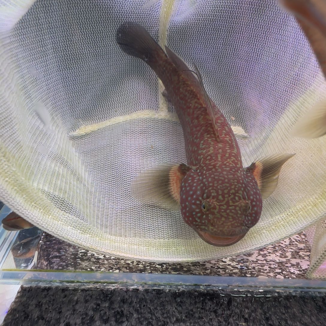 接吻鱼短棘稿11尺一个