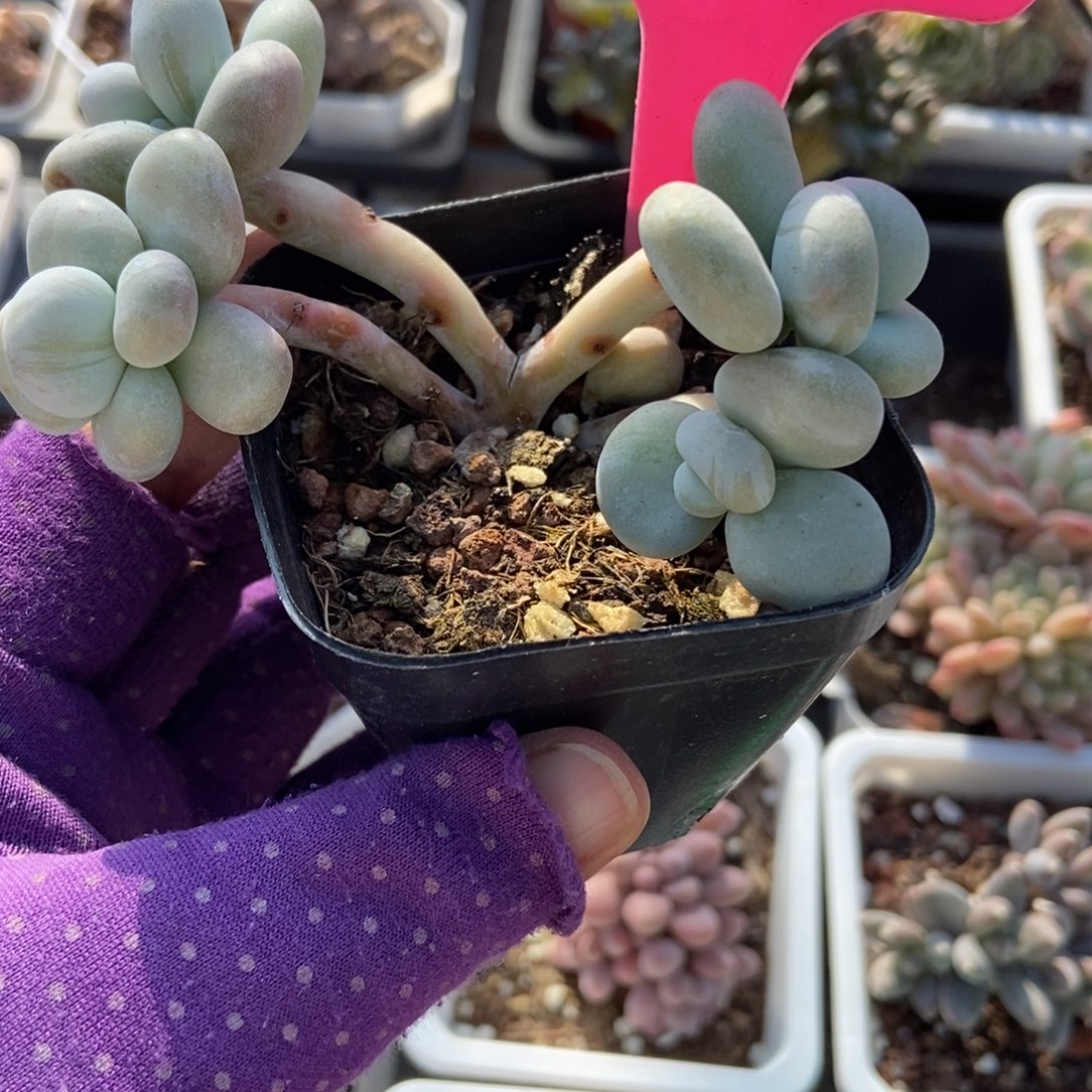 香***吗123油煎多肉植物顿肉