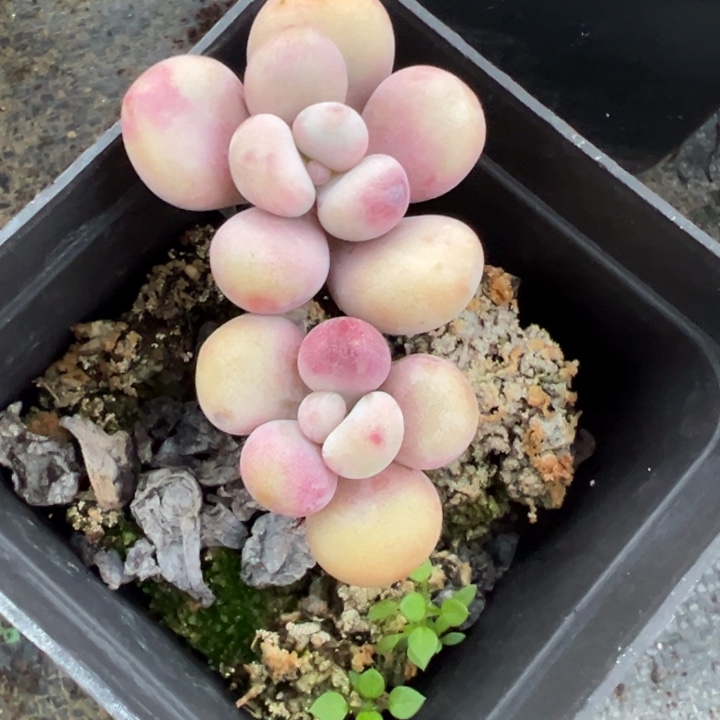 桃蛋多肉植物8多肉植物