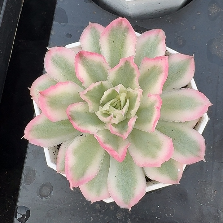 紫蝴蝶锦量拍，多肉锦