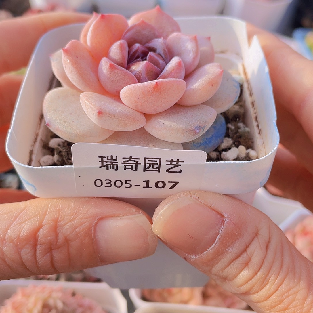 0000000000107量拍