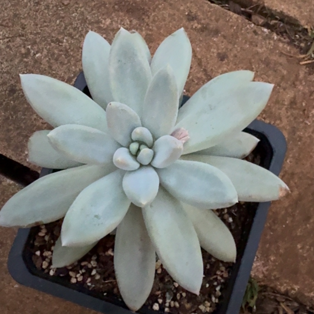 哥特萝莉大单头包正版