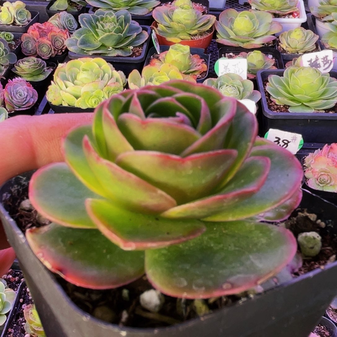 莫妮卡 满30元非偏远包邮