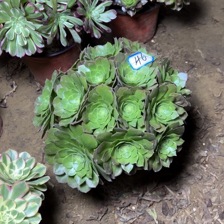 多肉植物圣君兰法师46