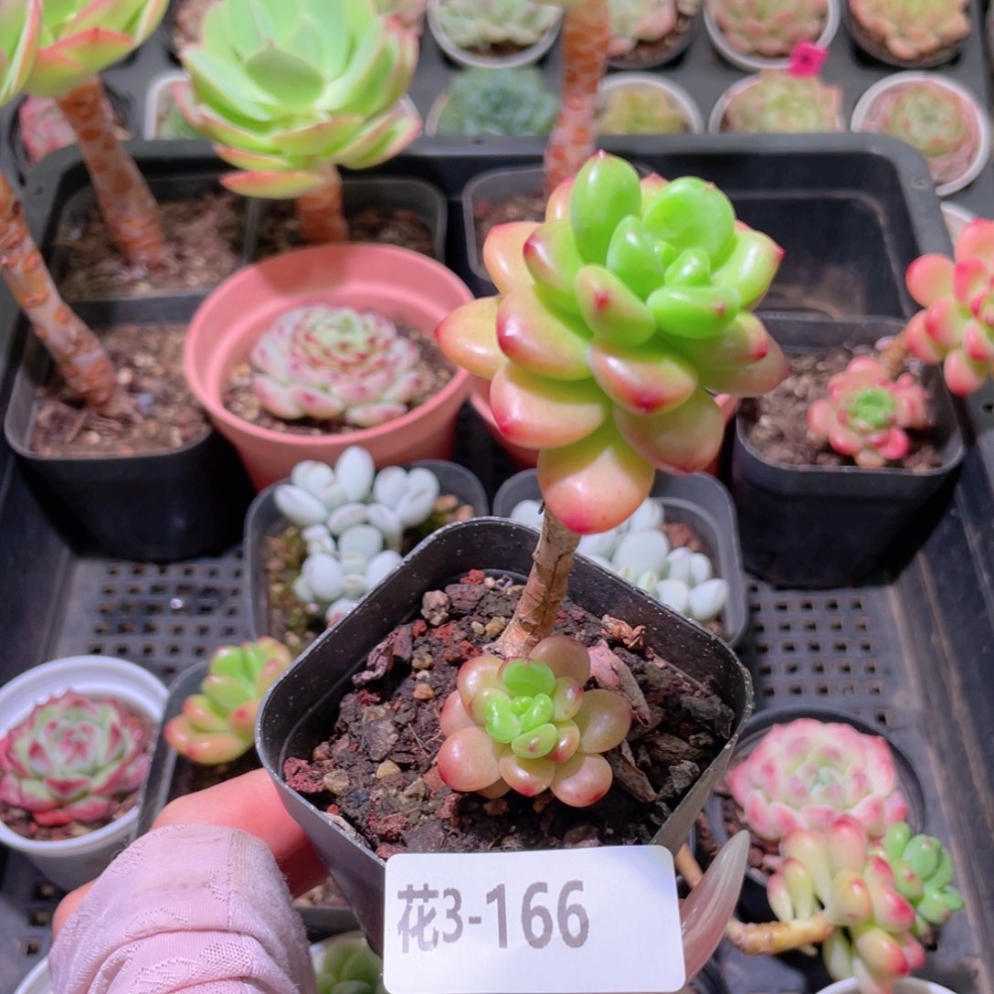 花利美3-166香格里拉