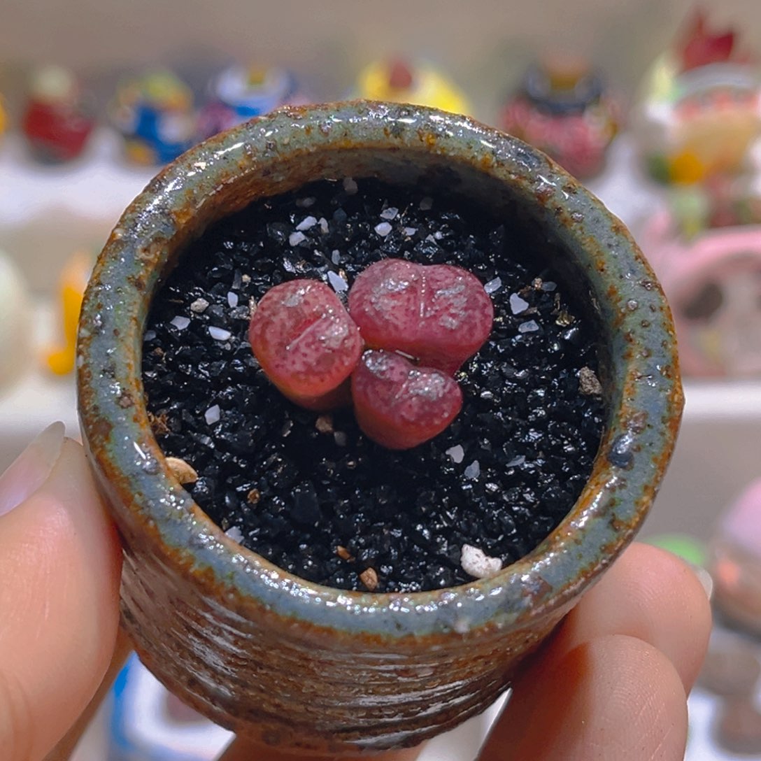 007三头毛杂带盆带土手工盆