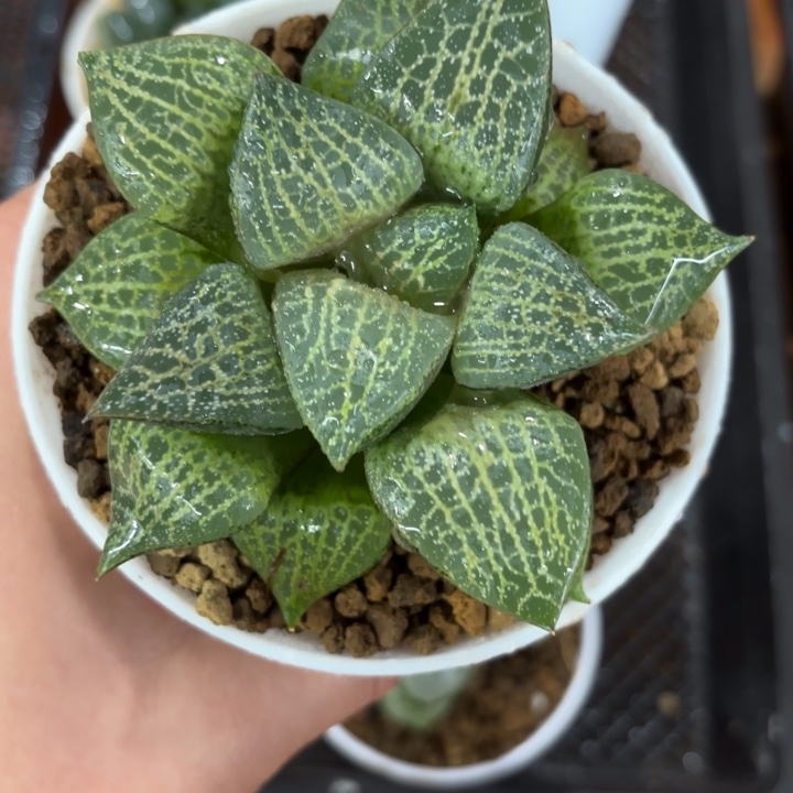 大母本白鲸康平白盘