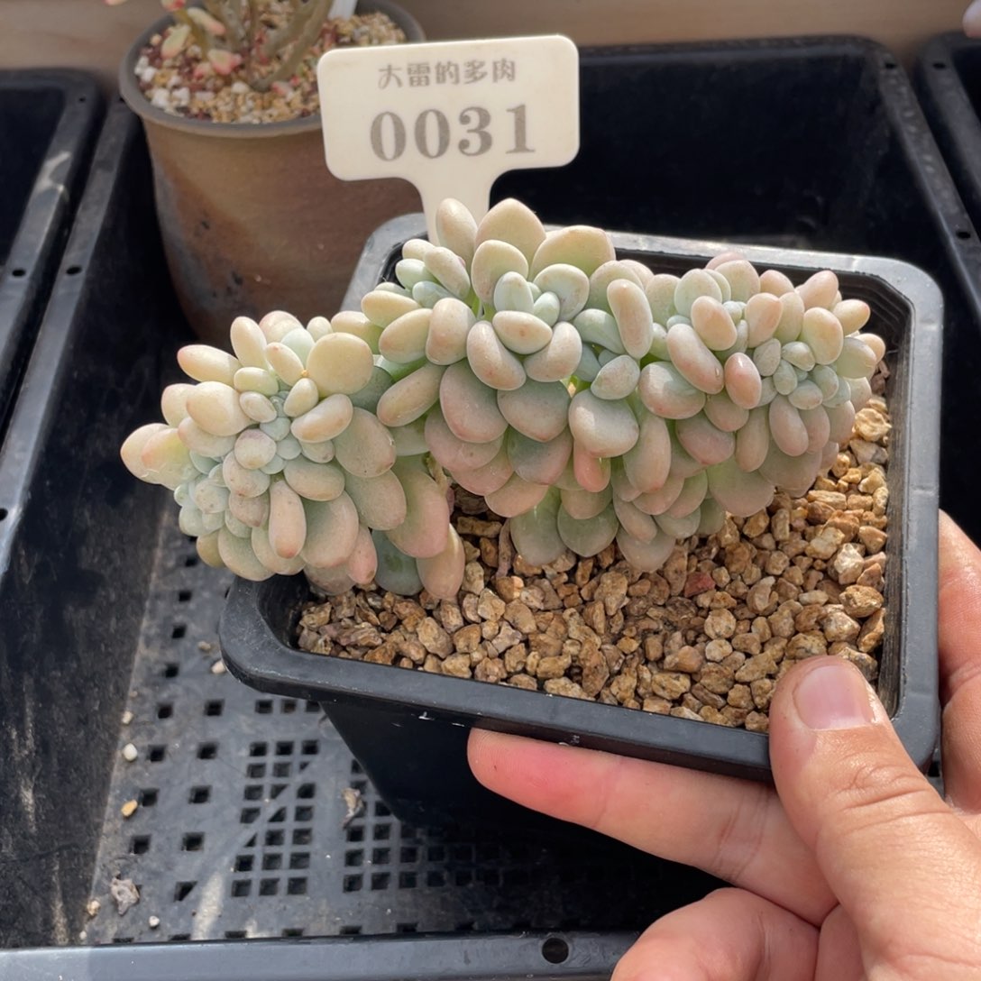 0031洛神缀不带盆14厘米