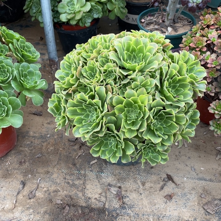 11多肉植物多肉多肉多肉
