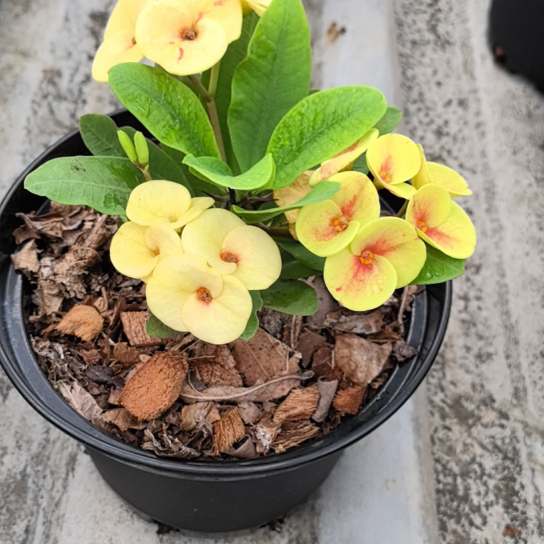 小***坤完全开放爱玛丽直播间一物一拍