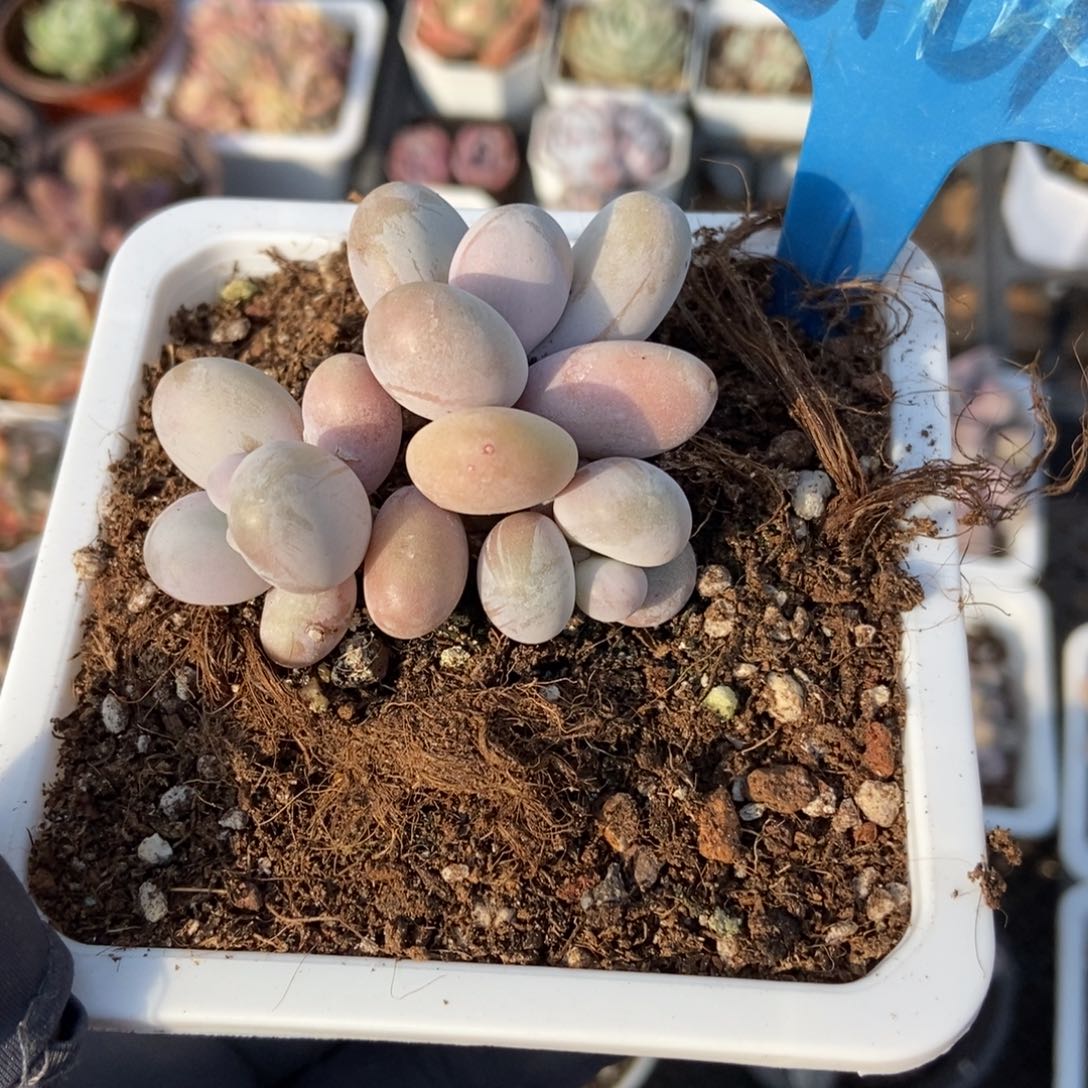6161彩虹奶多肉植物保护