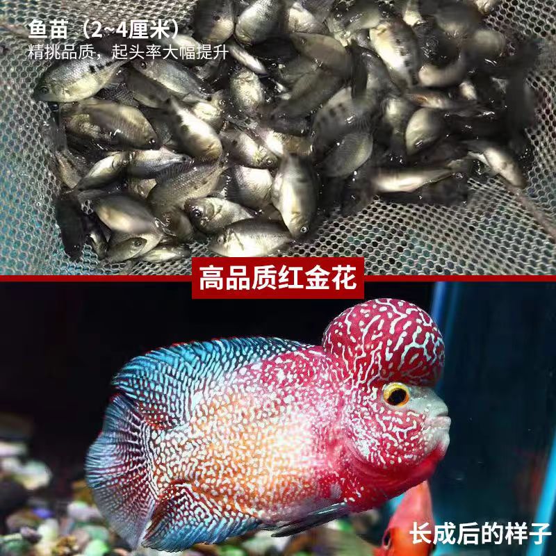 直播间罗汉鱼专拍3号