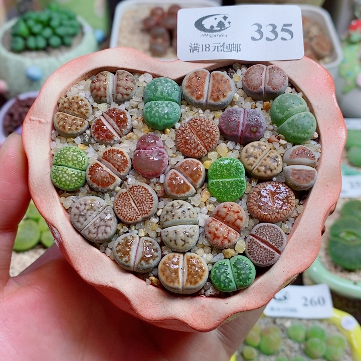 生石花花花花花花335