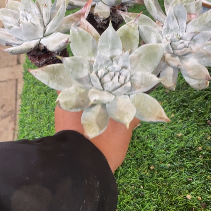 曾***过雪山苹果叶群生福利