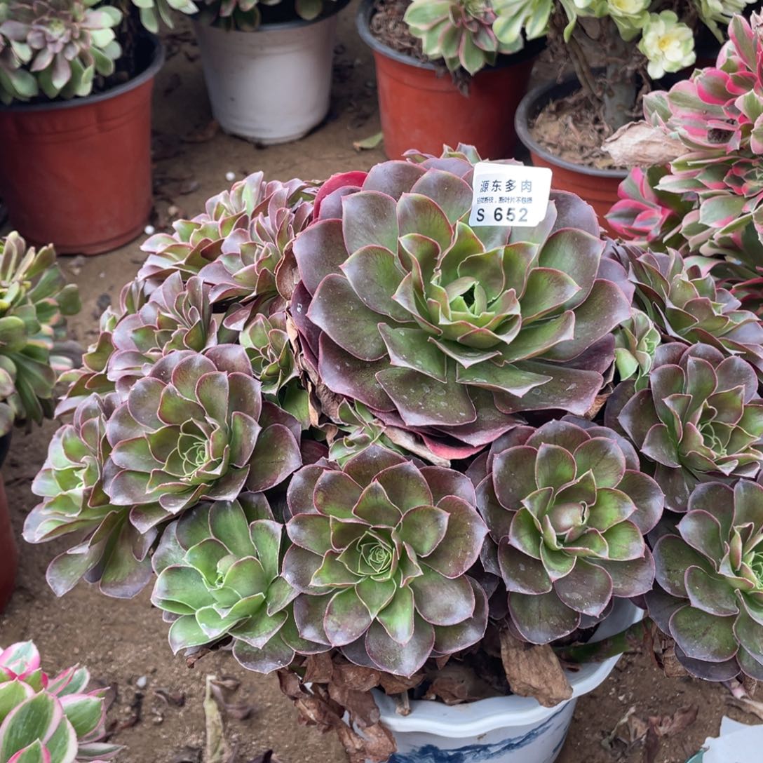 652魅金多肉法师断枝不包