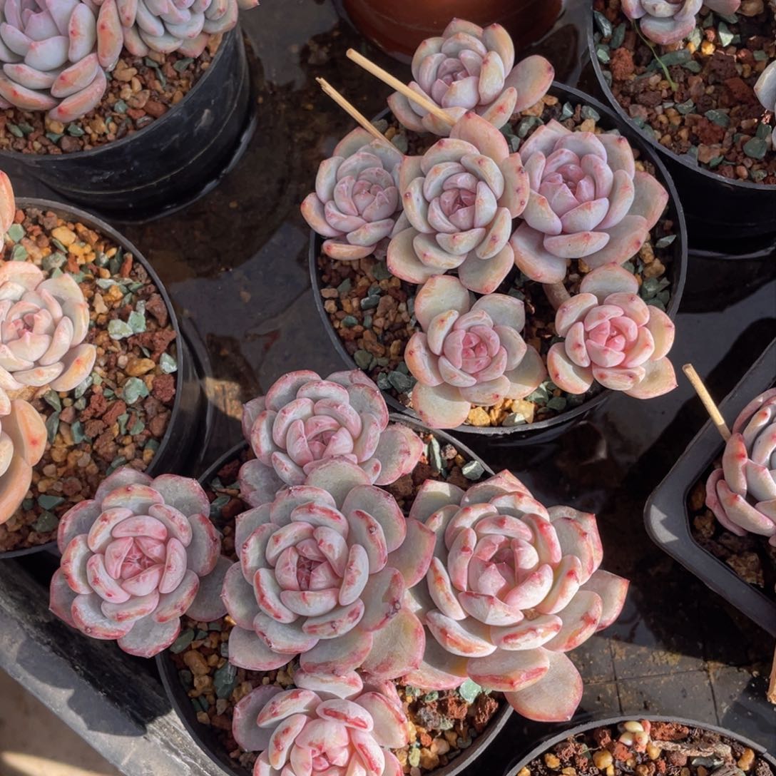 石榴籽5头起（控养一物一拍）