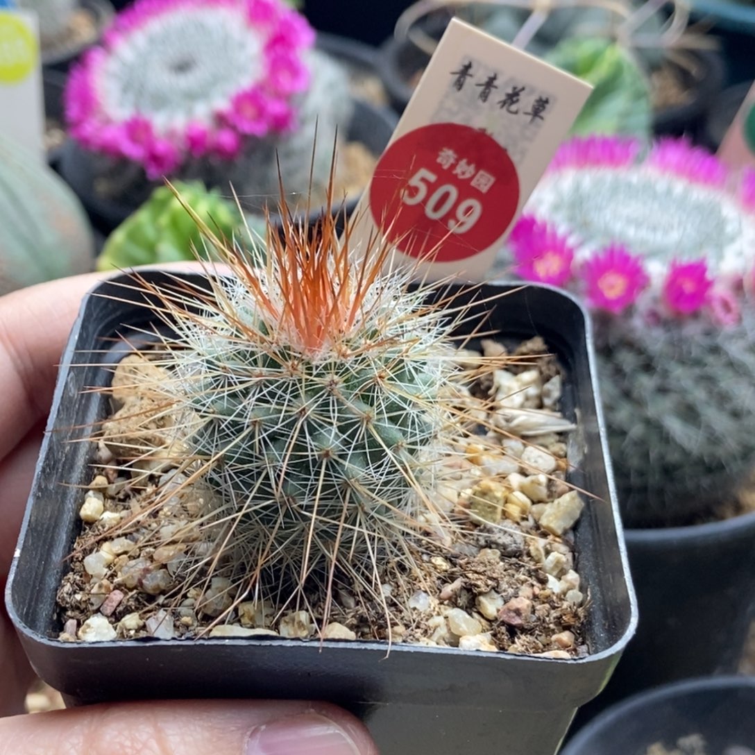 实生绯泉玉变种一棵仙人球