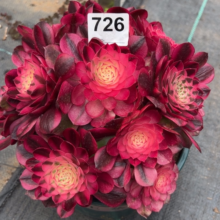 726荔枝20厘米左右