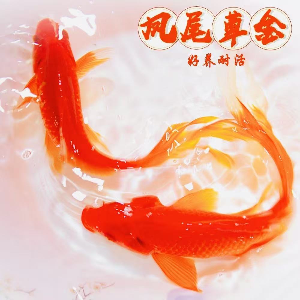 超大尺寸15-18厘米7条火焰红草金鱼冷水观赏鱼凤尾金鱼好养耐活