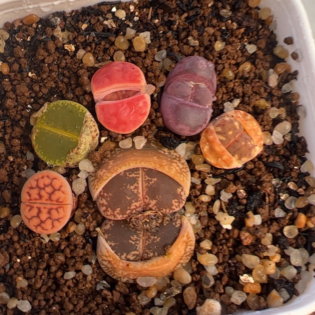 多肉植物百科365