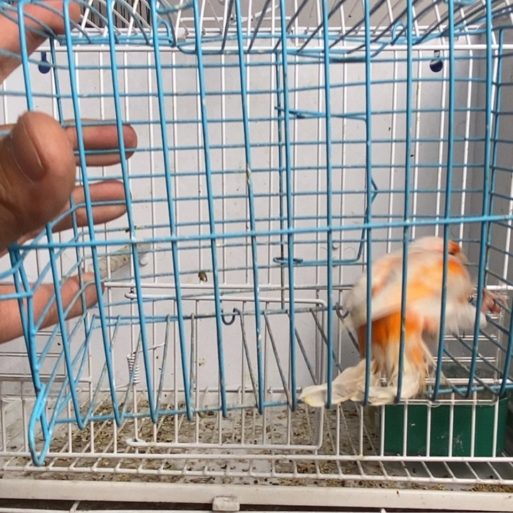 强***呦文鸟马赛克公一只