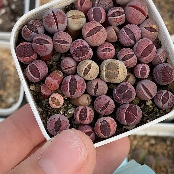桃喜花园0223-64紫菊切糕