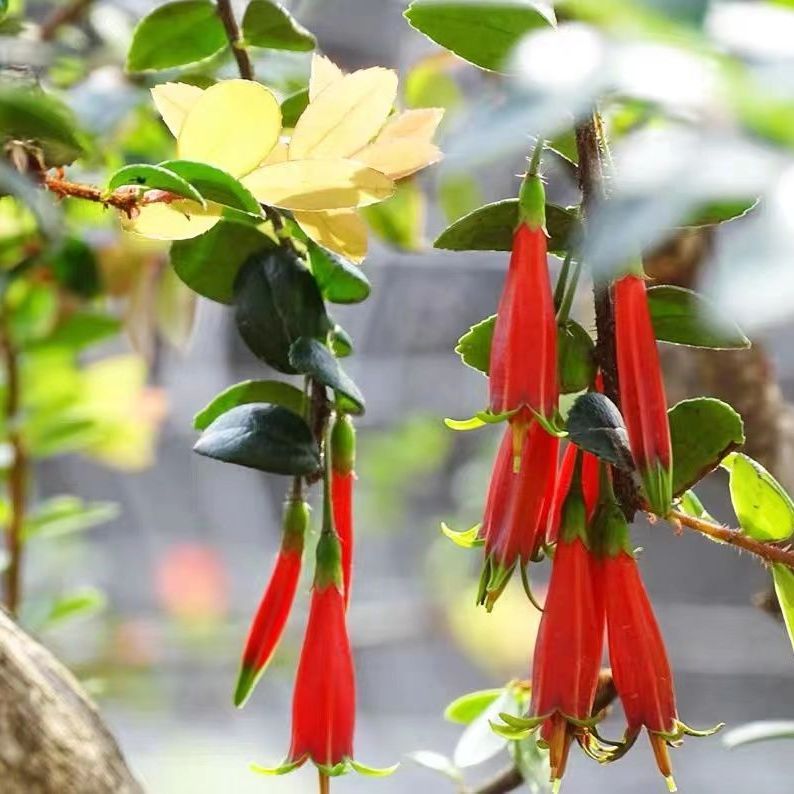 腾冲珍珠米叶红花五翅莓一物一拍边远地区不包邮