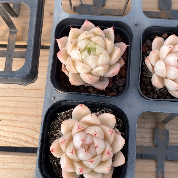 69.5流星单头 福利多多