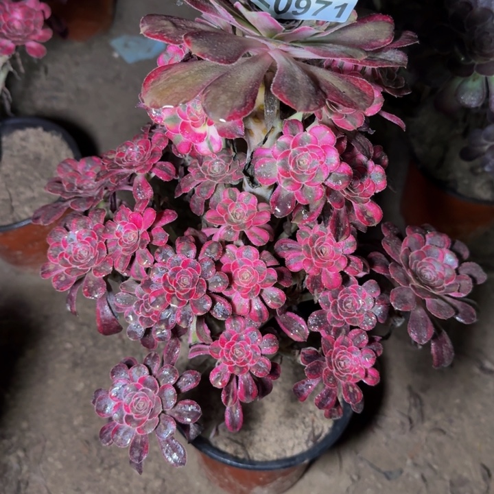 20971丽娜多肉植物