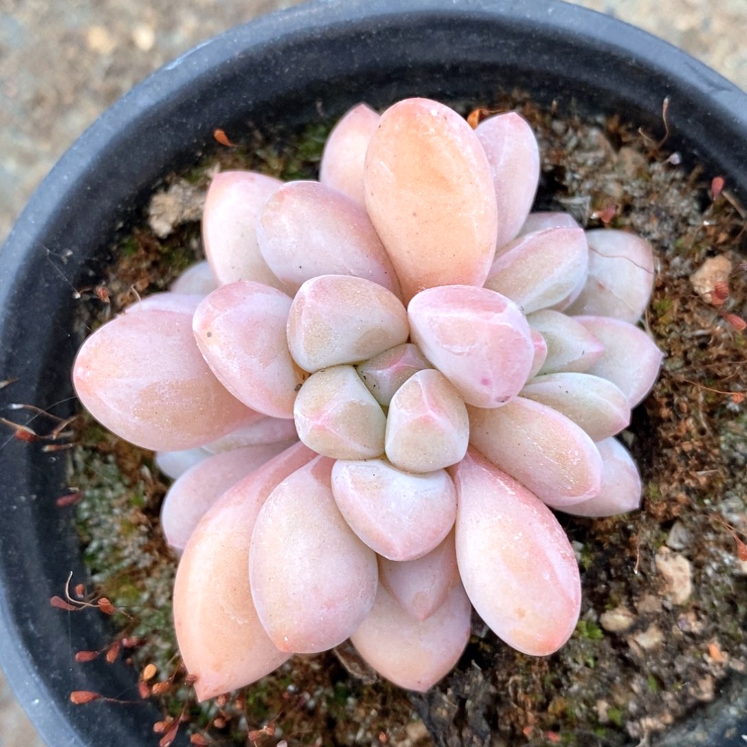 可问主播品种，下滑链接更多品种选择_300