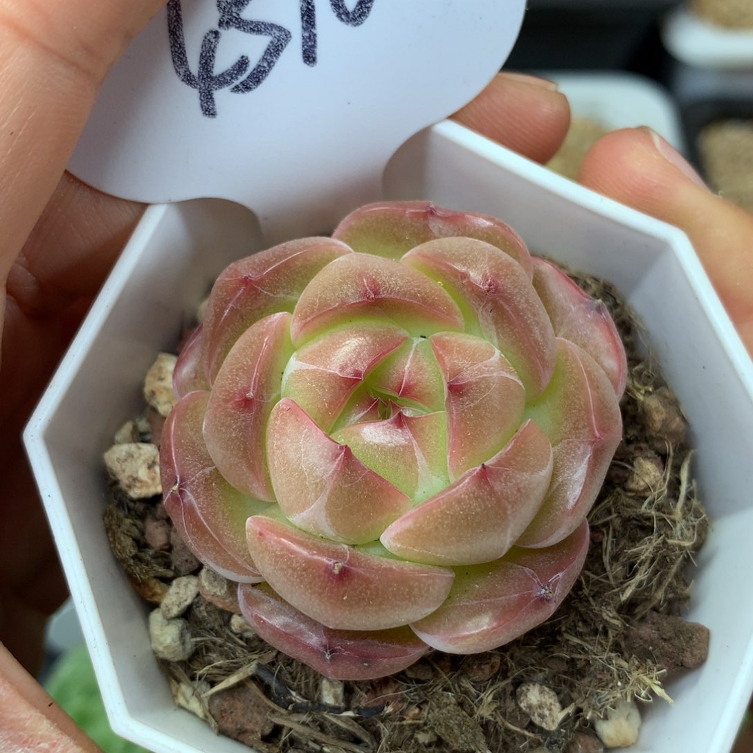 粉油透珍妮单头4510