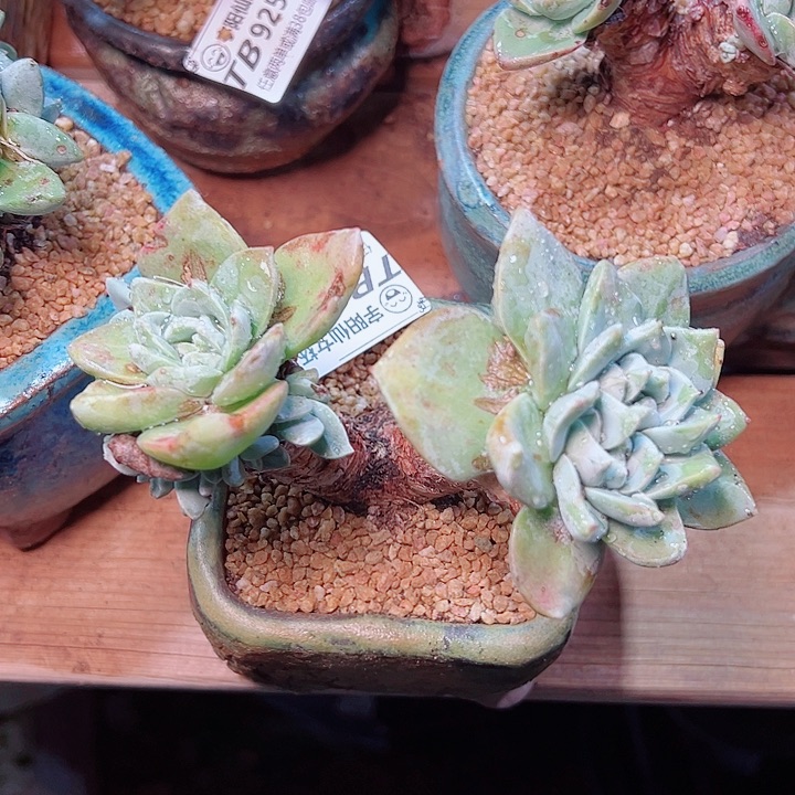 9257泡芙仙女杯多肉