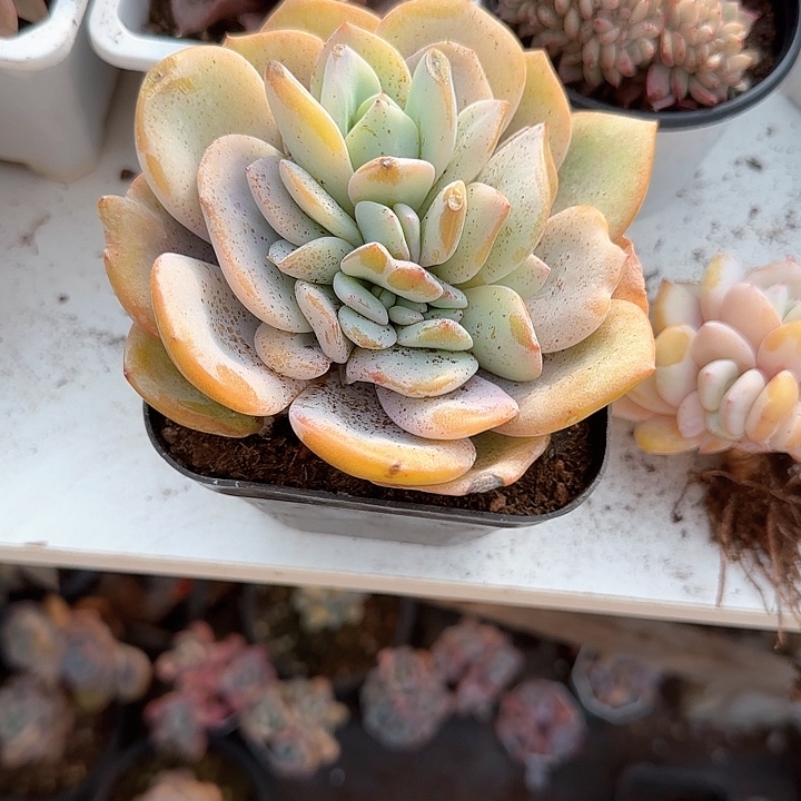 O****k青蛙王子儿童牙膏111