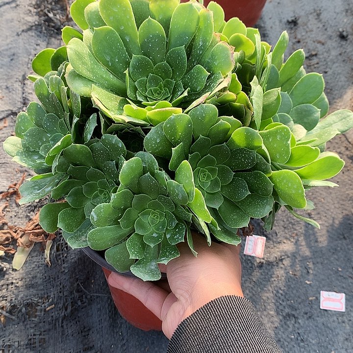 芸**生503绿羊绒多肉植物