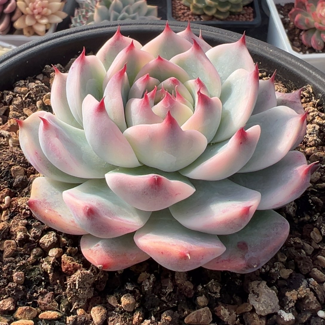 吉娃娃锦，覆轮锦。