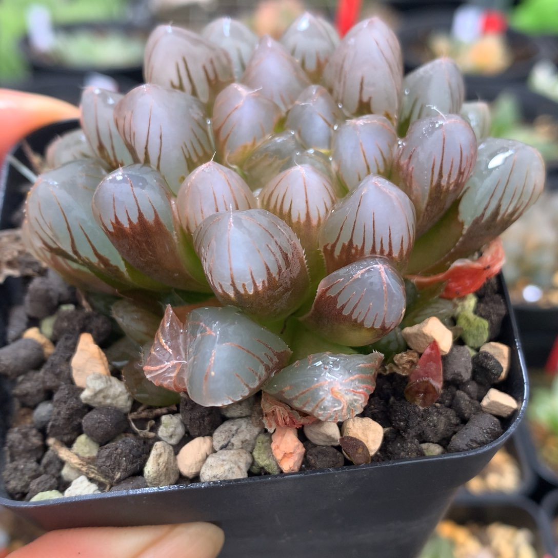 实生玉露，带盆发货