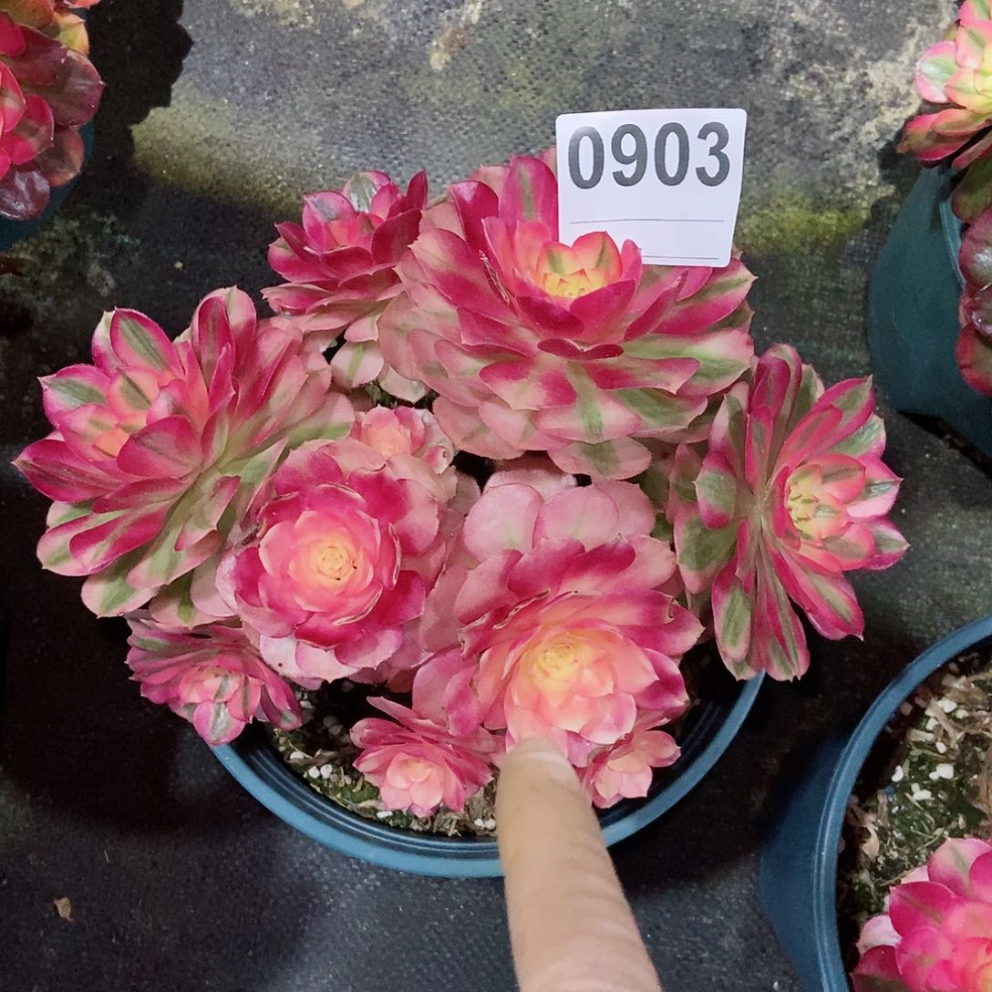 红陶0903倾城4冠服18叶子有点干